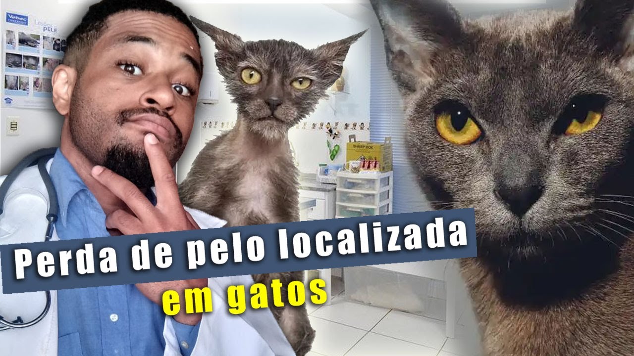 Perda de pelo localizada em gatos! - Gato com falhas no pelo