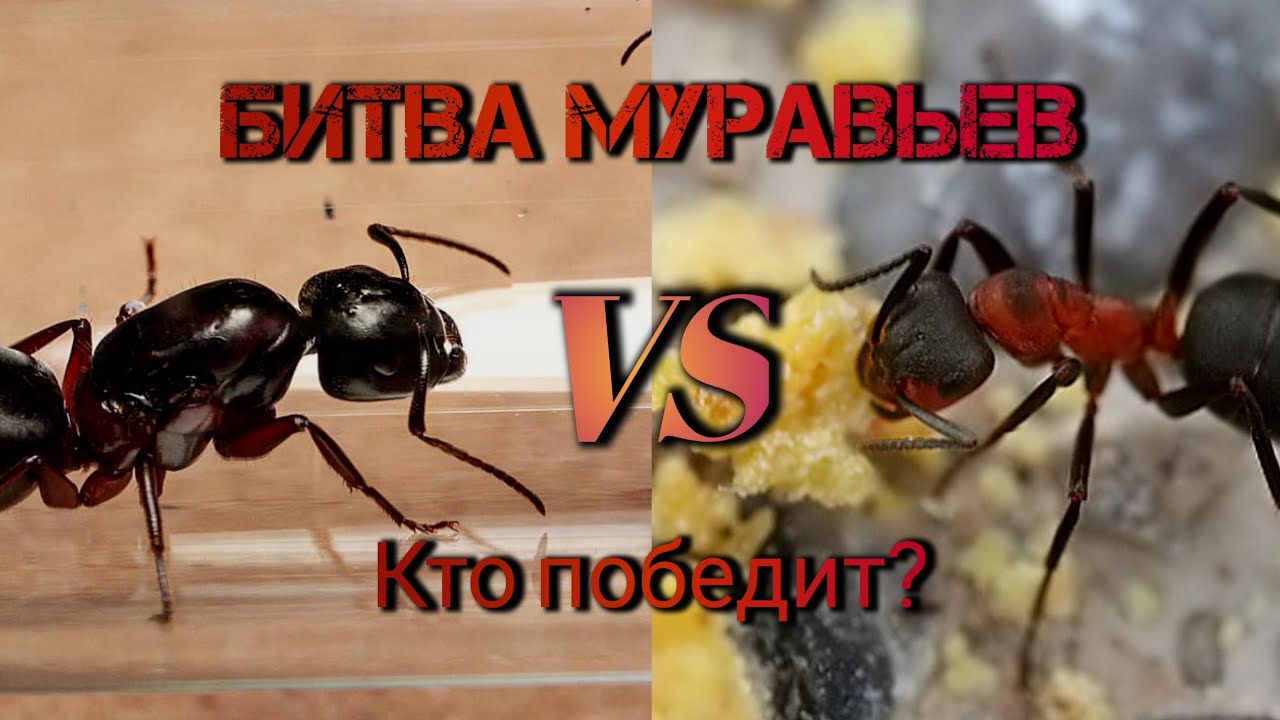 О битвах муравьев. История про поход в лес и лёт Camponotus herculeanus.