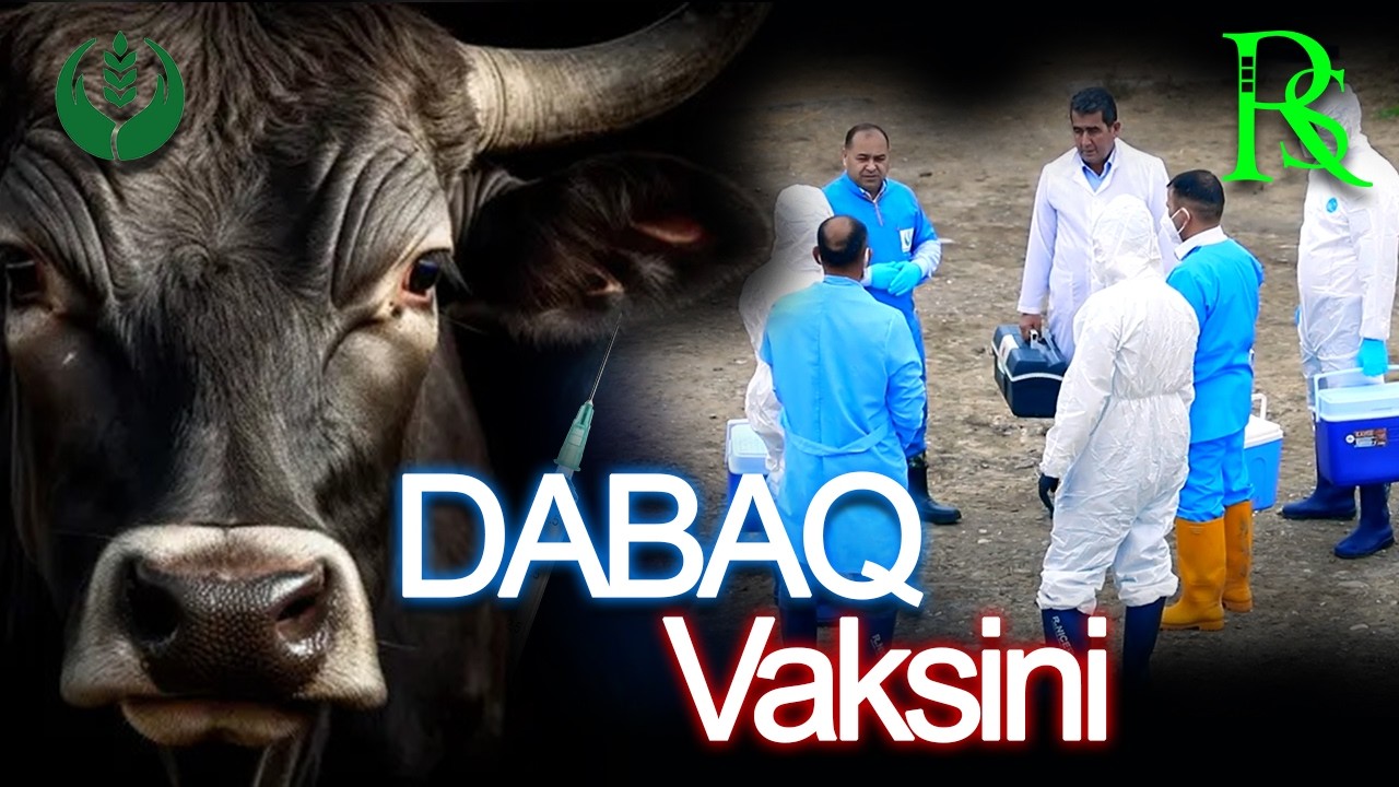 Dabaq vaksini  l  Aqrar Xidmət Agentliyi