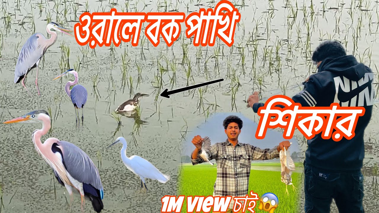 ওরালে বক পাখি শিকার 😱1M view চাই 👀😎#শিকারি জাহিদ #বক #বকপাখি #ঘুঘু #টিয়া #vaia #vlog #fory#vaiarl