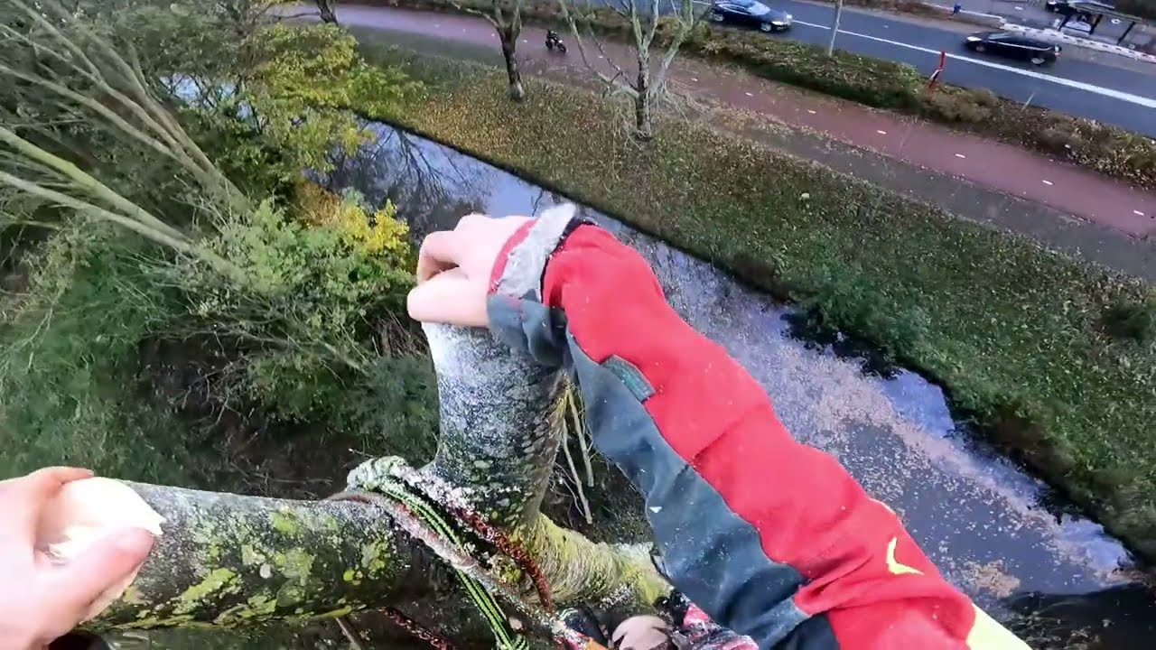 Climbing, dismantling and felling the main trunk of a ash.