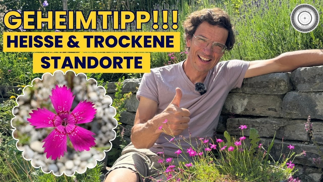 Diese SCHMETTERLINGSPFLANZE BLÜHT auch im HEISSESTEN SOMMER! Dianthus deltoides – Heidenelke