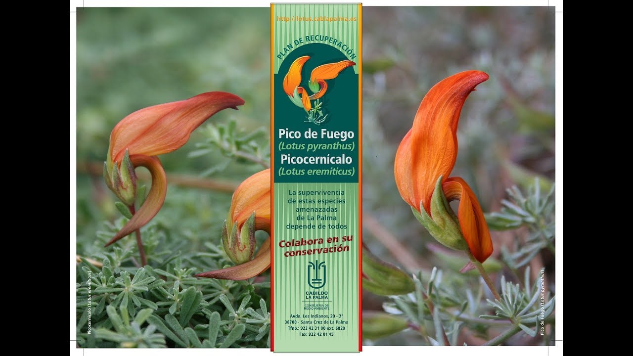 RECUPERACIÓN LOTUS