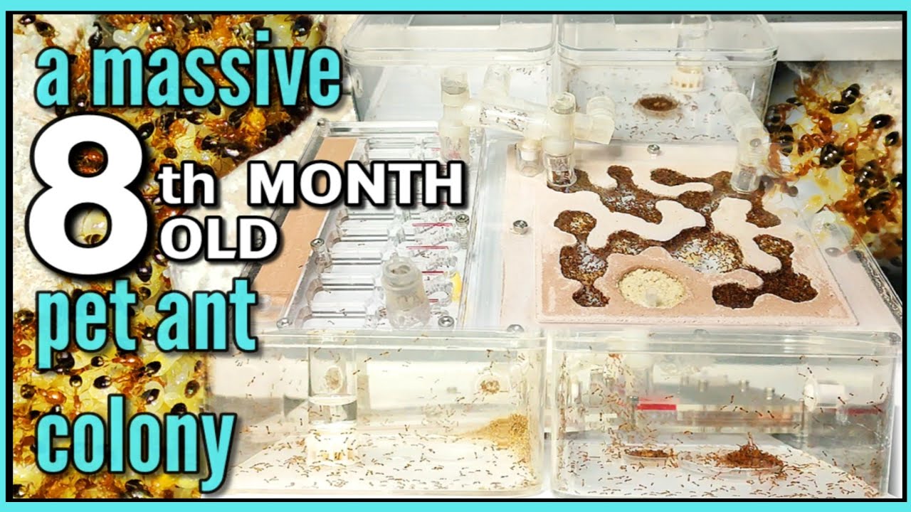 The SCARY ARMY of DESTRUCTIVE ANTS | D Colony