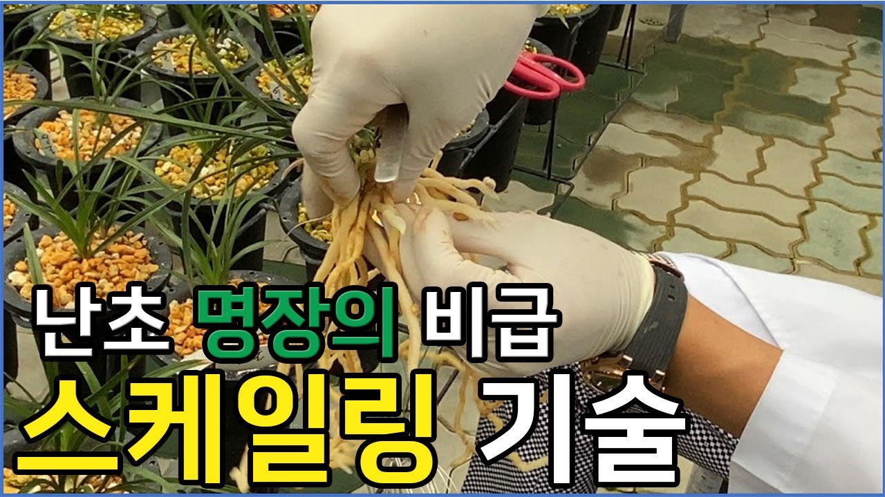 7편 죽일 난초도 살려내는 기술 스케일링!!!!   [춘란,명장,다육,난초,낚시,약초,풍란,주식,재테크]