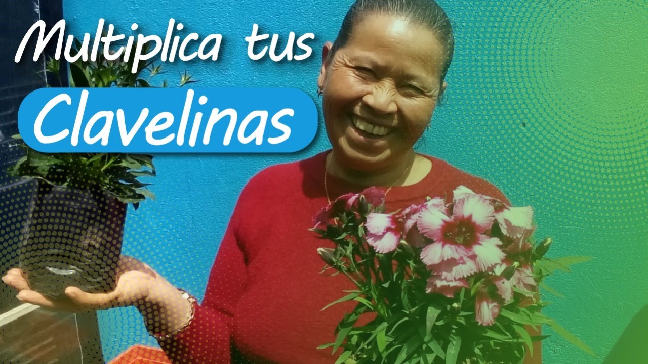 🌺 Multiplica tu planta de CLAVELLINA y descubre sus FACILES cuidados / Clavelin -  Clavelinos 🌸