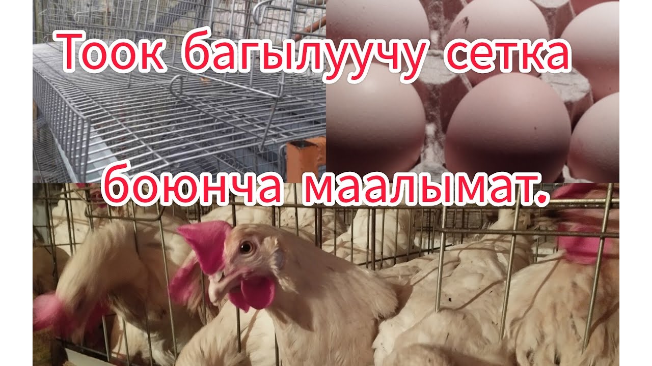 1 Комплект сетка Узун туурасы.#птицеводство#жумуртка#куры#тоок#несушка#несушка#баткен#цыплята#