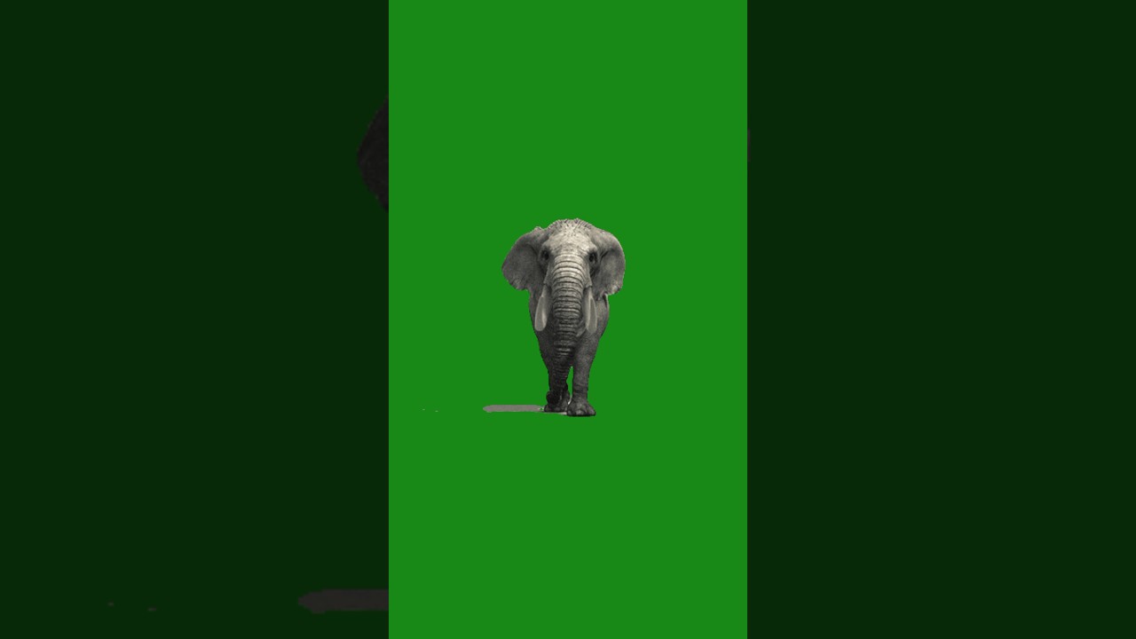 ELEPHANT GREEN SCREEN VIDEO // ELEPHANT WALKING GREEN SCREEN VIDEO #animation #shorts