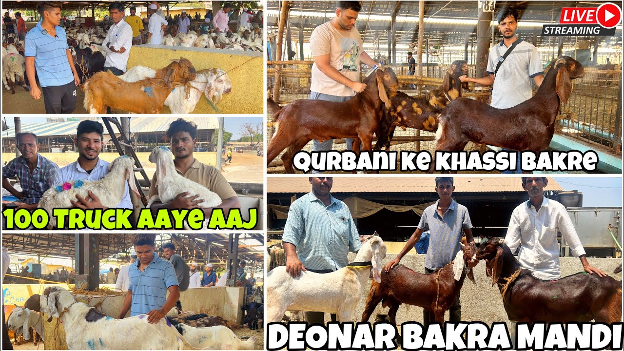 DEONAR BAKRA MANDI MEIN QURBANI KE SASTE KHASSI BAKRE AANA SHURU ,LATEST UPDATE 2025 |SATURDAY MANDI