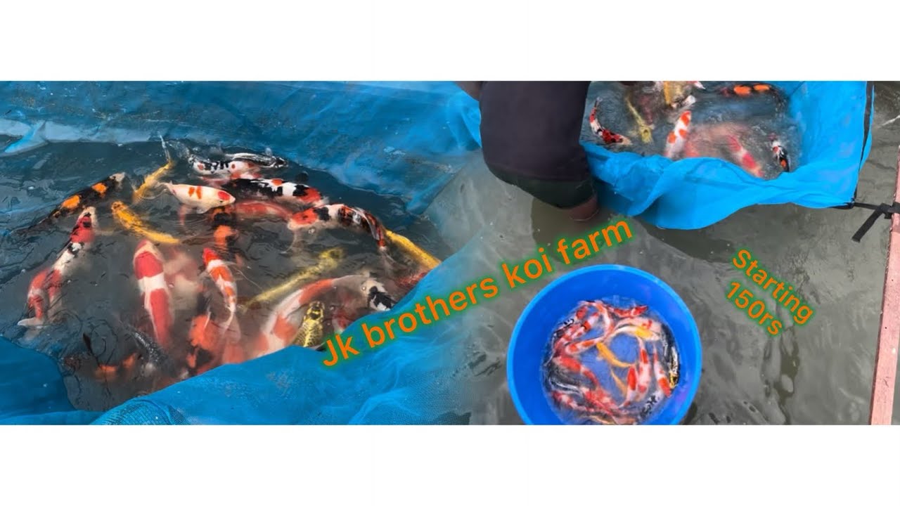Japanese koi fish for sale at jk brothers koi farm || koi fish farm in India || koifish farm Chennai