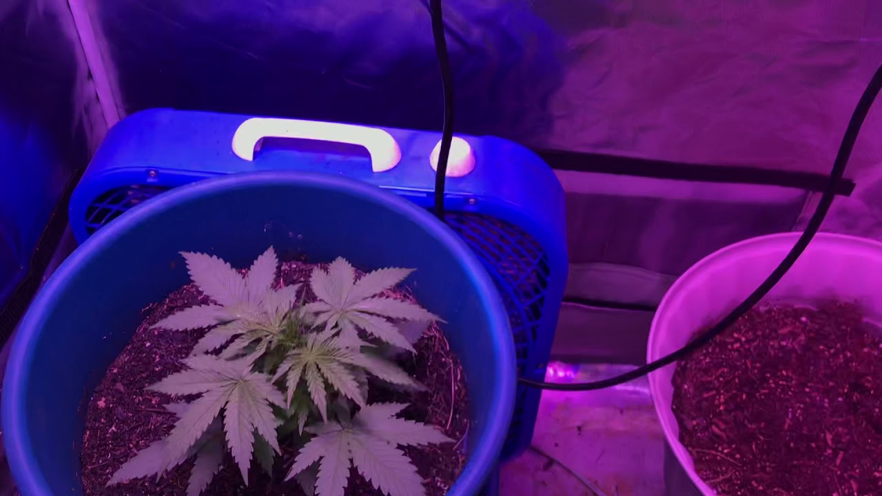 Crop King Lambs Breath AutoFlower #5