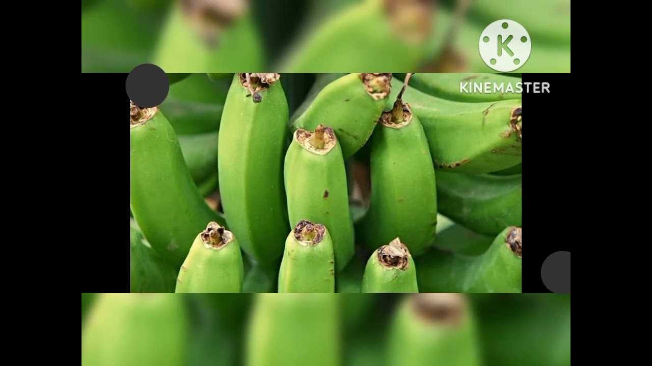 📌በህልም 🍌 #ሙዝ✍️
