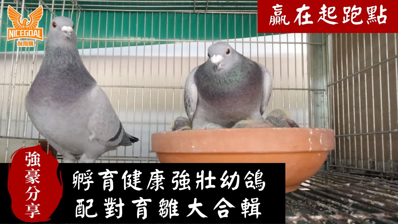 【強豪分享】孵育健康強壯幼鴿，贏在起跑點，配對育雛大合輯｜耐翔購