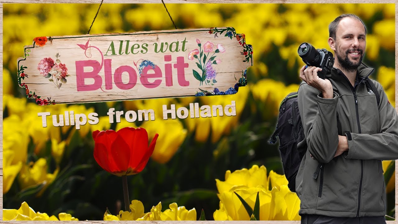 Tulips from Holland | Alles Wat Bloeit