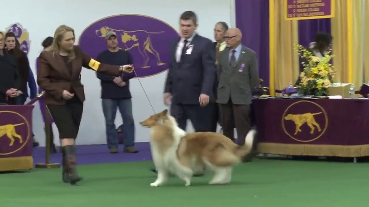 Westminster Kennel Club Dog Show 2016   Collie Rough Dog