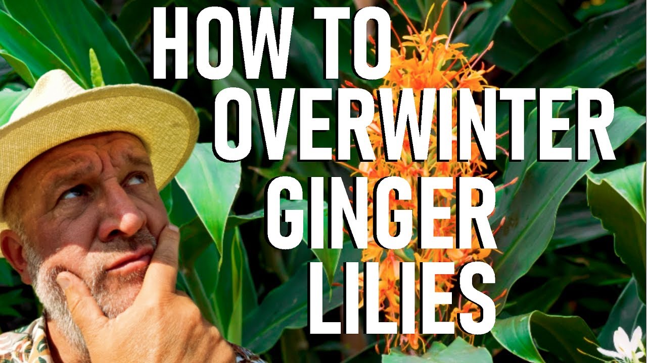 How to Overwinter Ginger Lilies - Hedychium