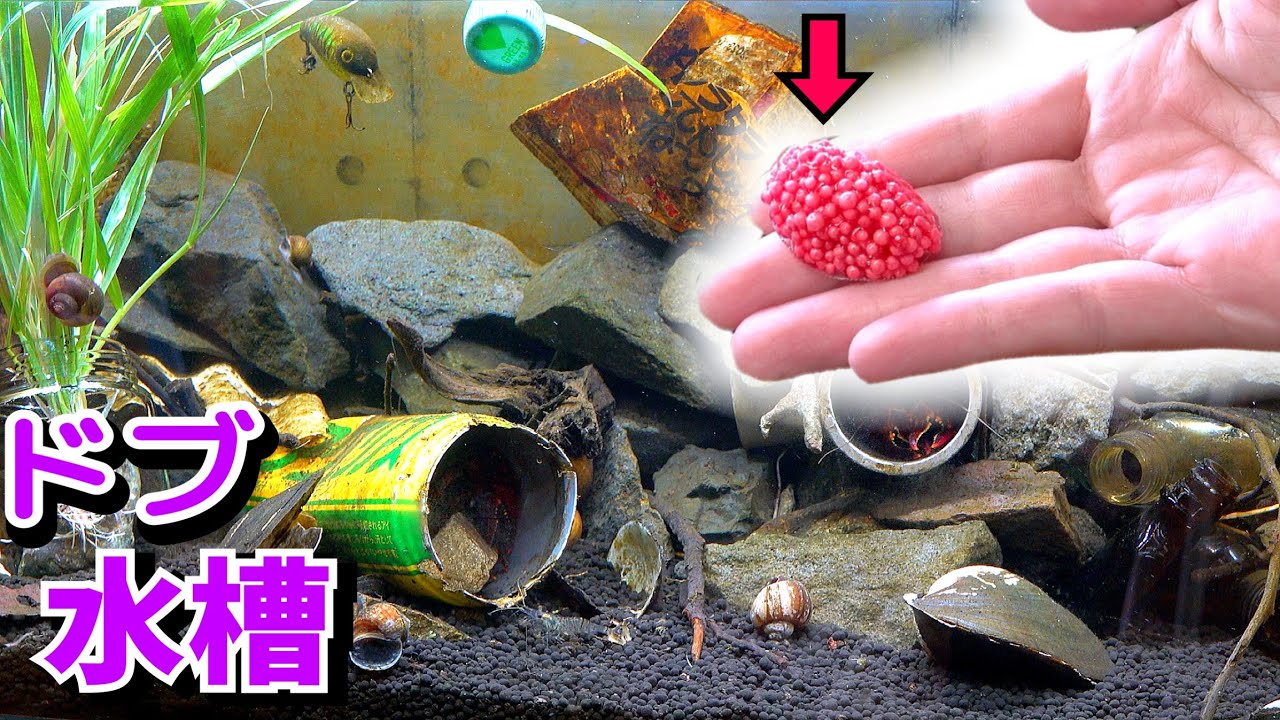 ジャンボタニシの卵？を水槽に！滲み出るドブ感が最高…【ドブ川水槽９】