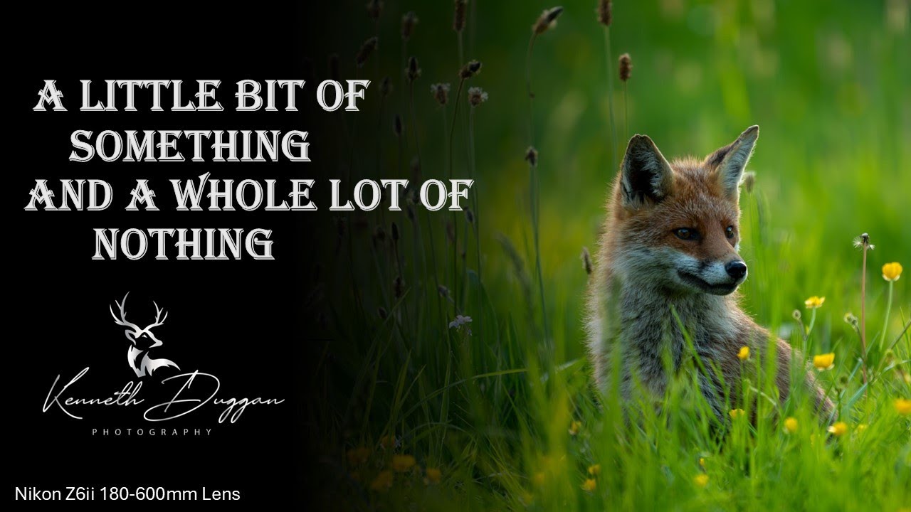 Irish Wildlife and Nature. A Little bit of everything. A  morning not planned doing photography