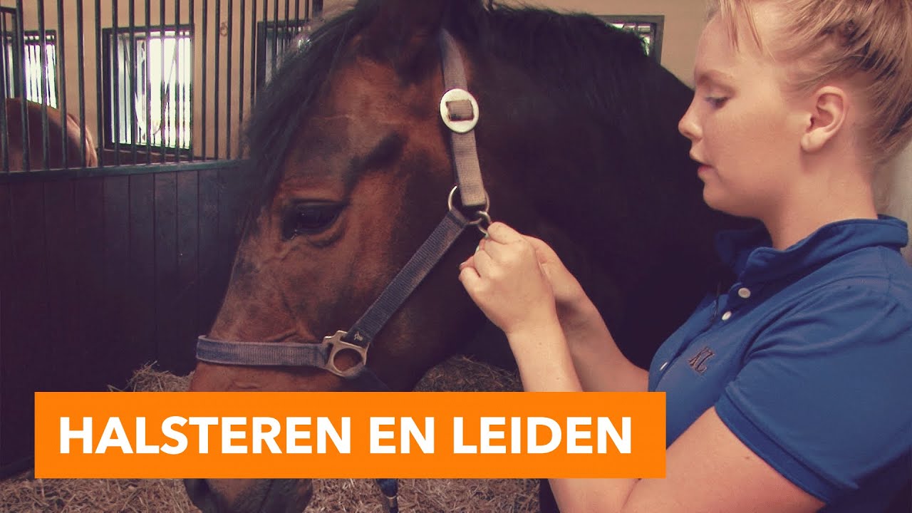Paard halsteren en leiden l PaardenpraatTV