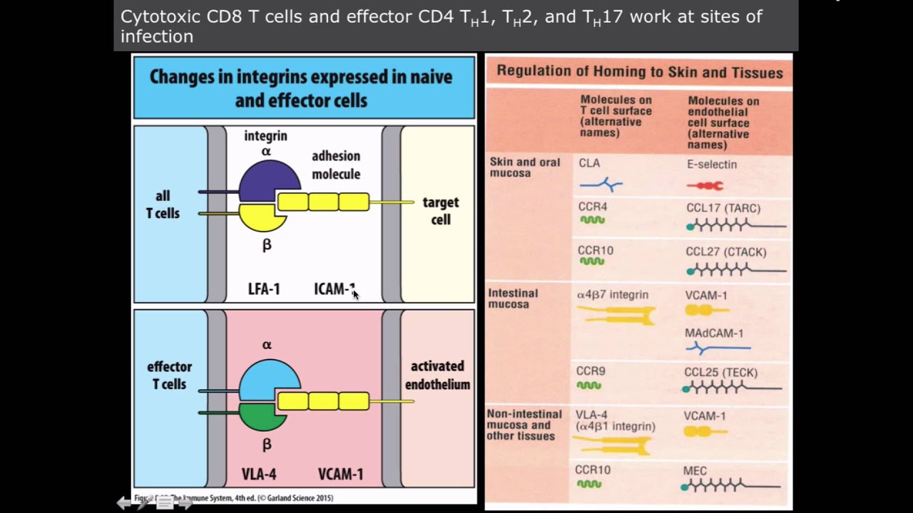 effector t cells