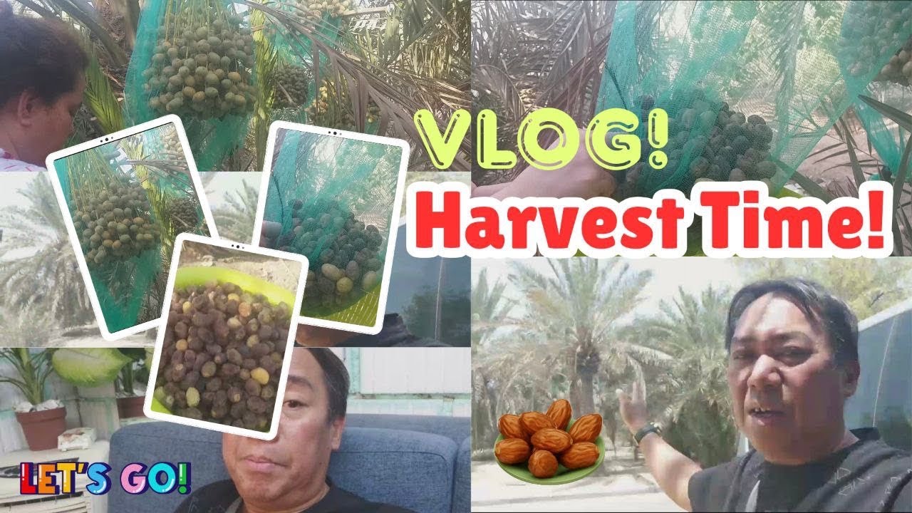 harvest time ng dates in kuwait 🇵🇭😍🇰🇼