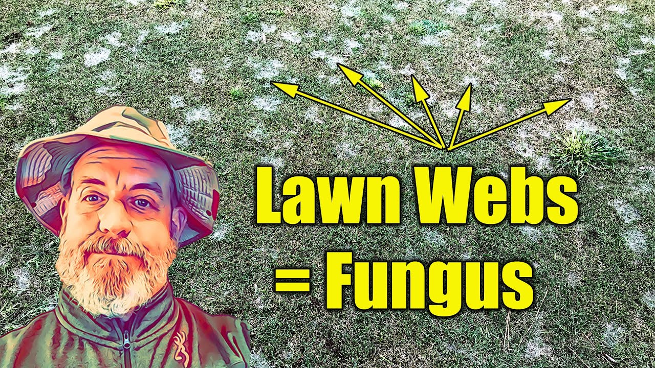 Webs on Lawn - Lawn Fungus