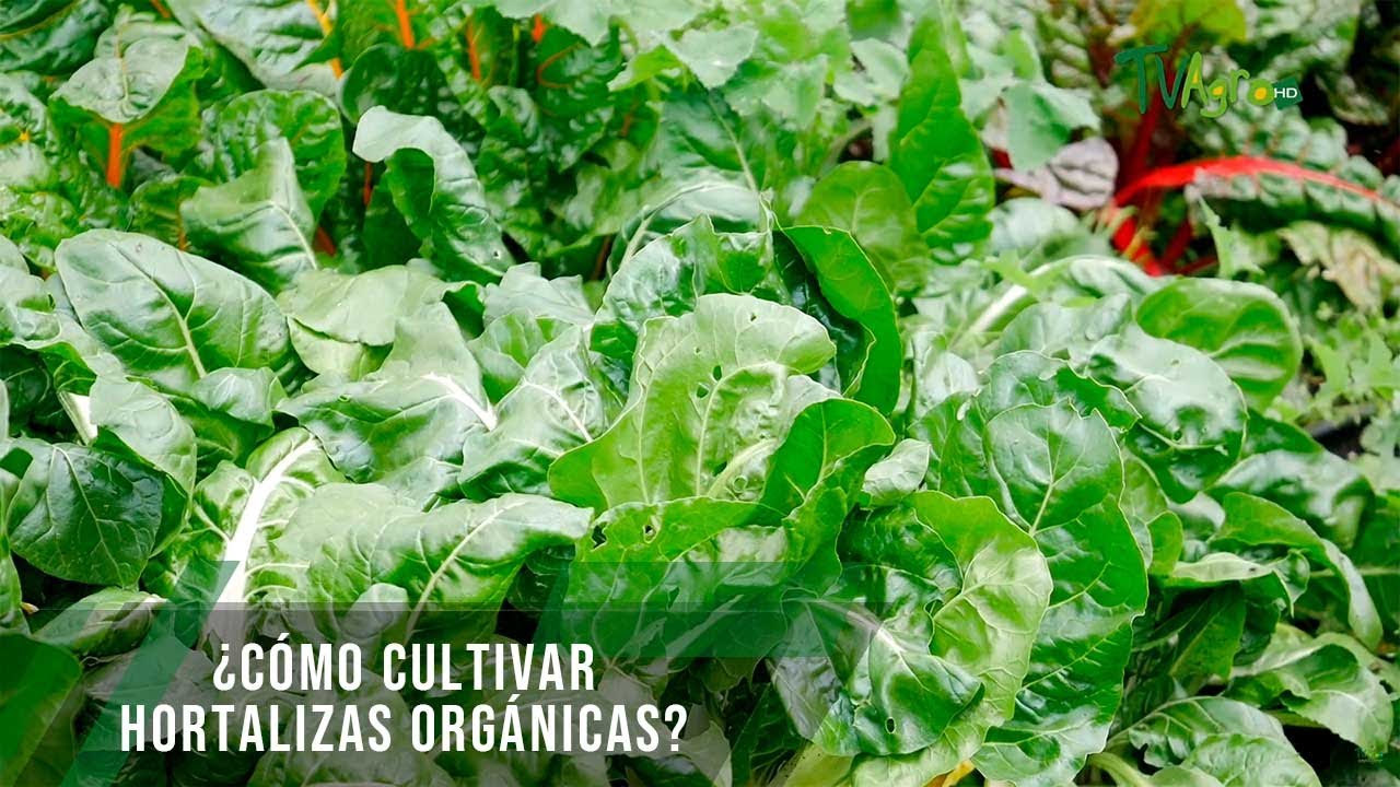 C&oacute;mo cultivar hortalizas org&aacute;nicas - TvAgro por Juan Gonzalo Angel Restrepo