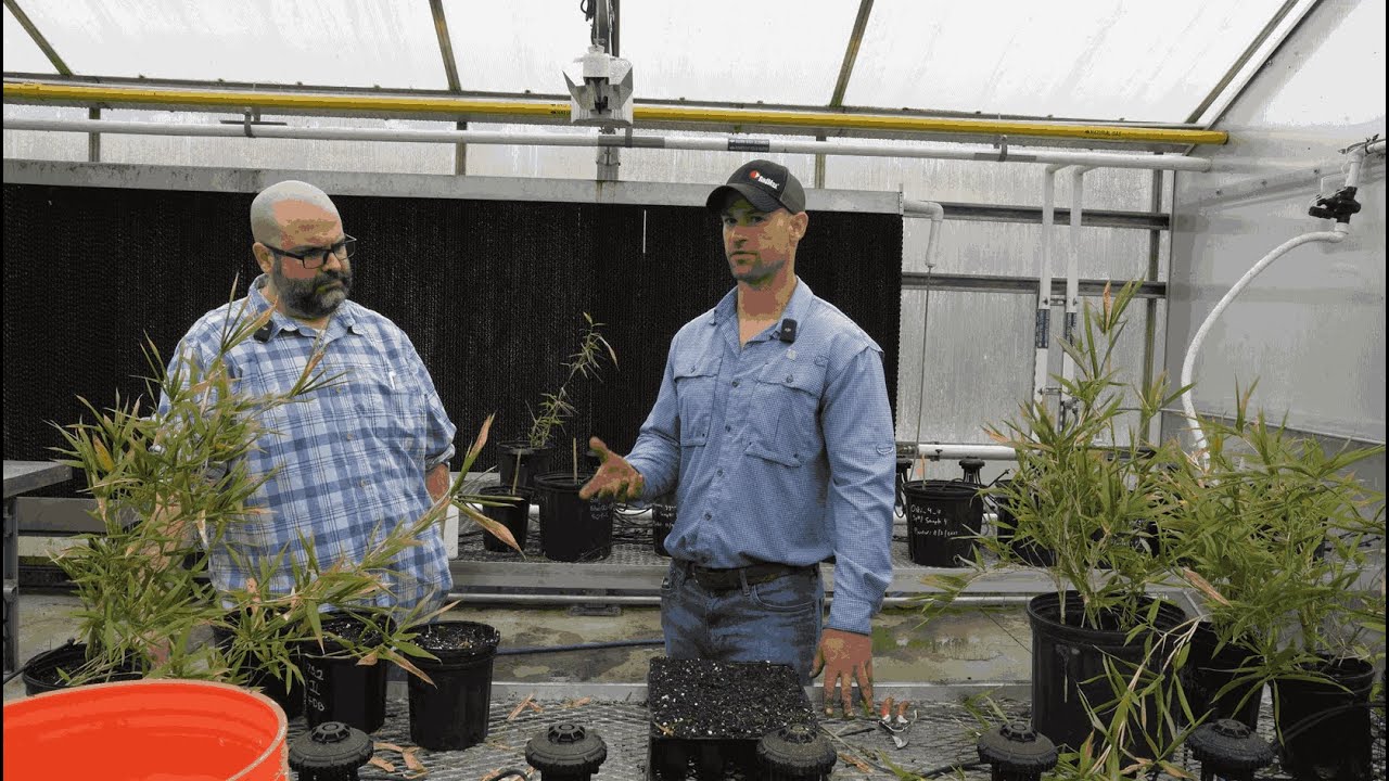 How to Grow Native Rivercane from Rhizomes