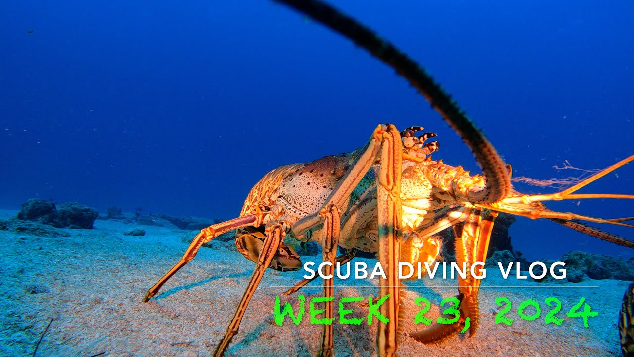 Scuba Diving St. Maarten Vlog - Week 23, 2024