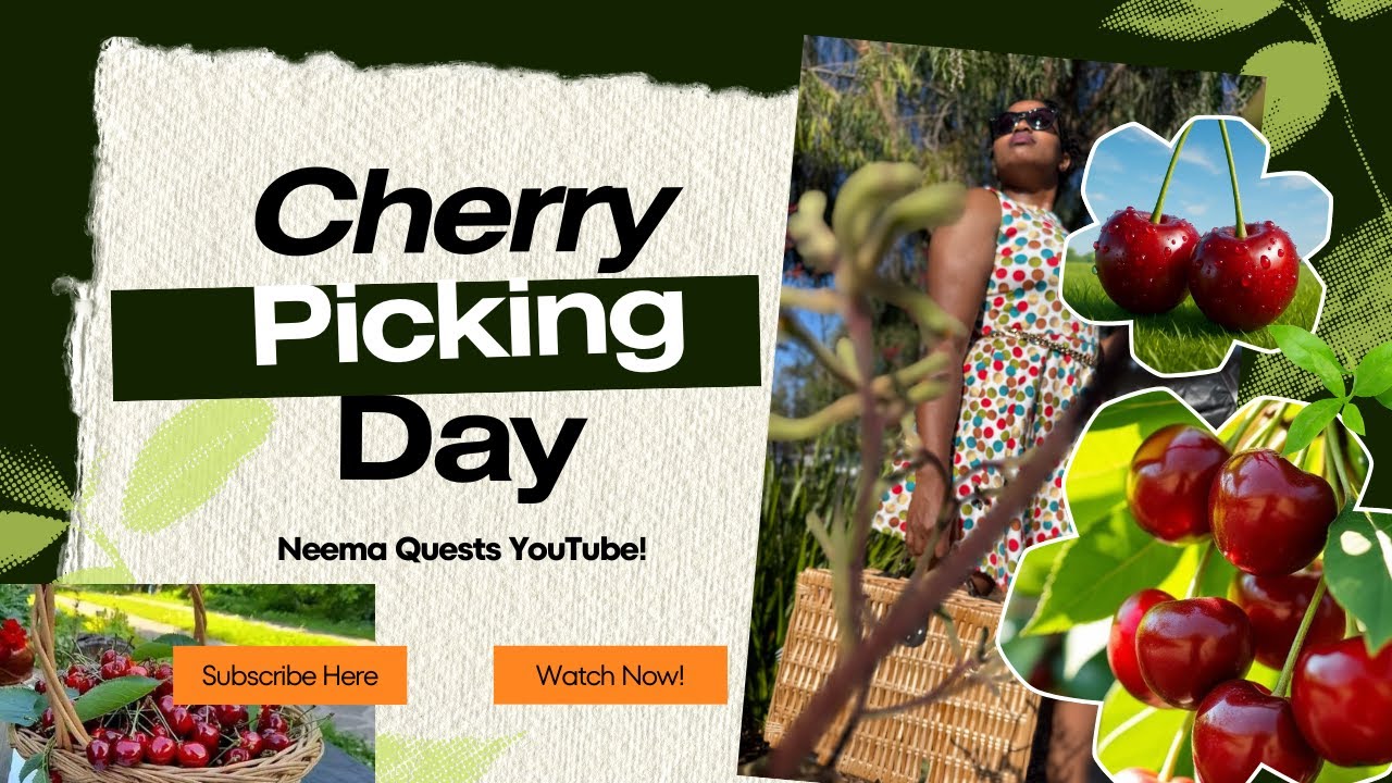 THE BEST CHERRY🍒 PICKING VIDEO IN ORANGE, NSW. AUSTRALIA | 🍒 *4K* VIDEO| NEEMA QUESTS-2025