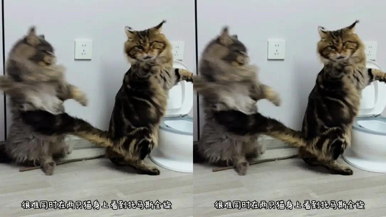 罗宾：你给我等着#vlog十亿流量扶持计划 #缅因猫 #万物可爱计划可爱在我家