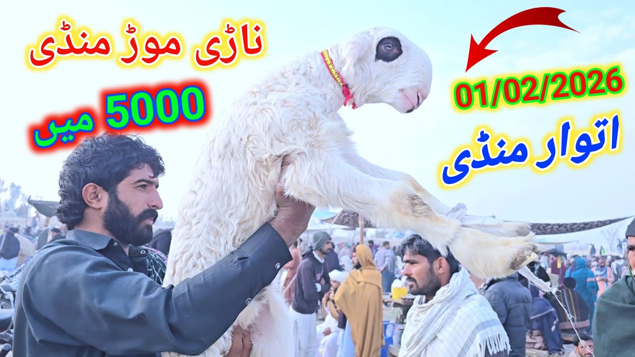 1 February 2026 ناڑی موڑ منڈی مندرہ مارکیٹ کا جائزہ لیں حق سچ پر مبنی معلومات Mundra Mandi Pakistan