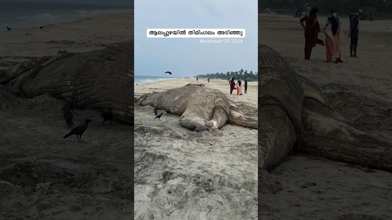 😳Whale Alappuzha Beach