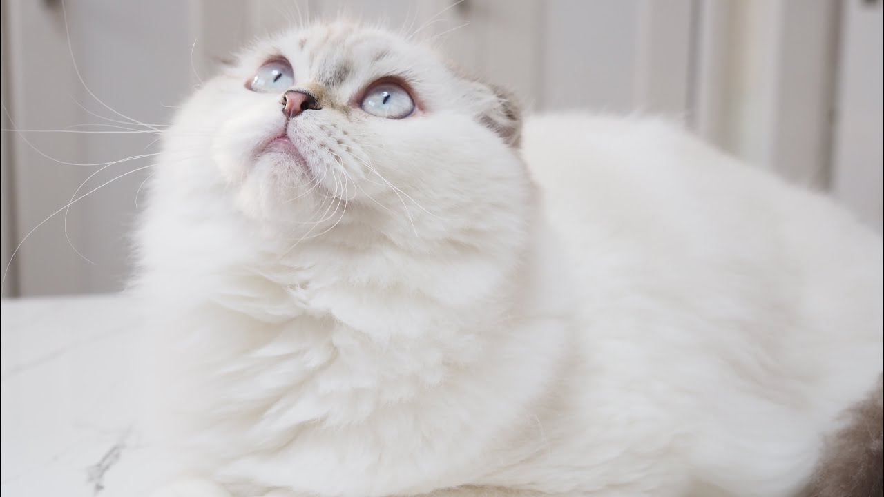 Scottish Fold Longhair Male with Seal Tabby Point & White
