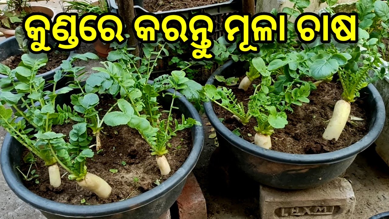 କୁଣ୍ଡରେ ମୂଳା ଚାଷ କରି ହୁଅନ୍ତୁ ଲାଭବାନ #mula #mulachasa