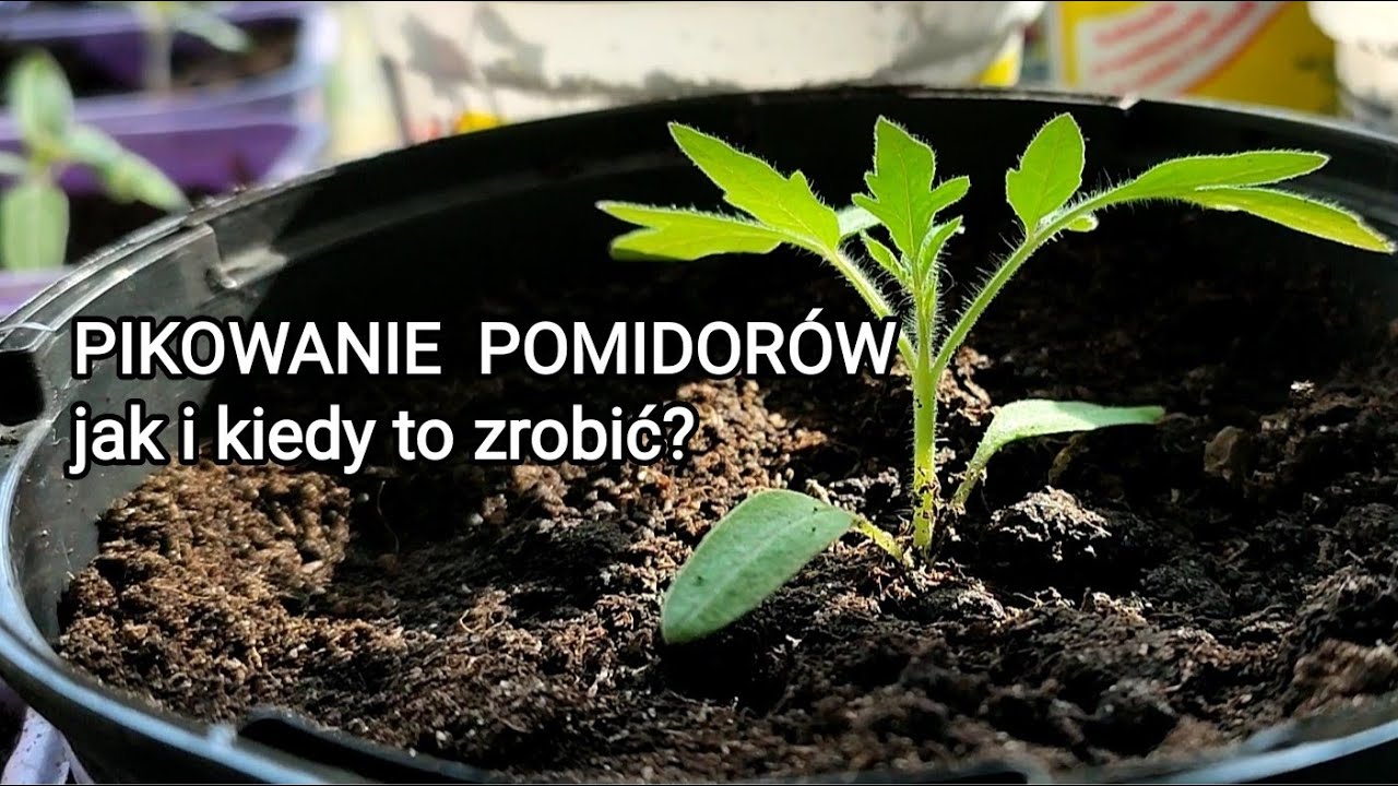 Pikowanie pomidorów, jak i kiedy to zrobić?