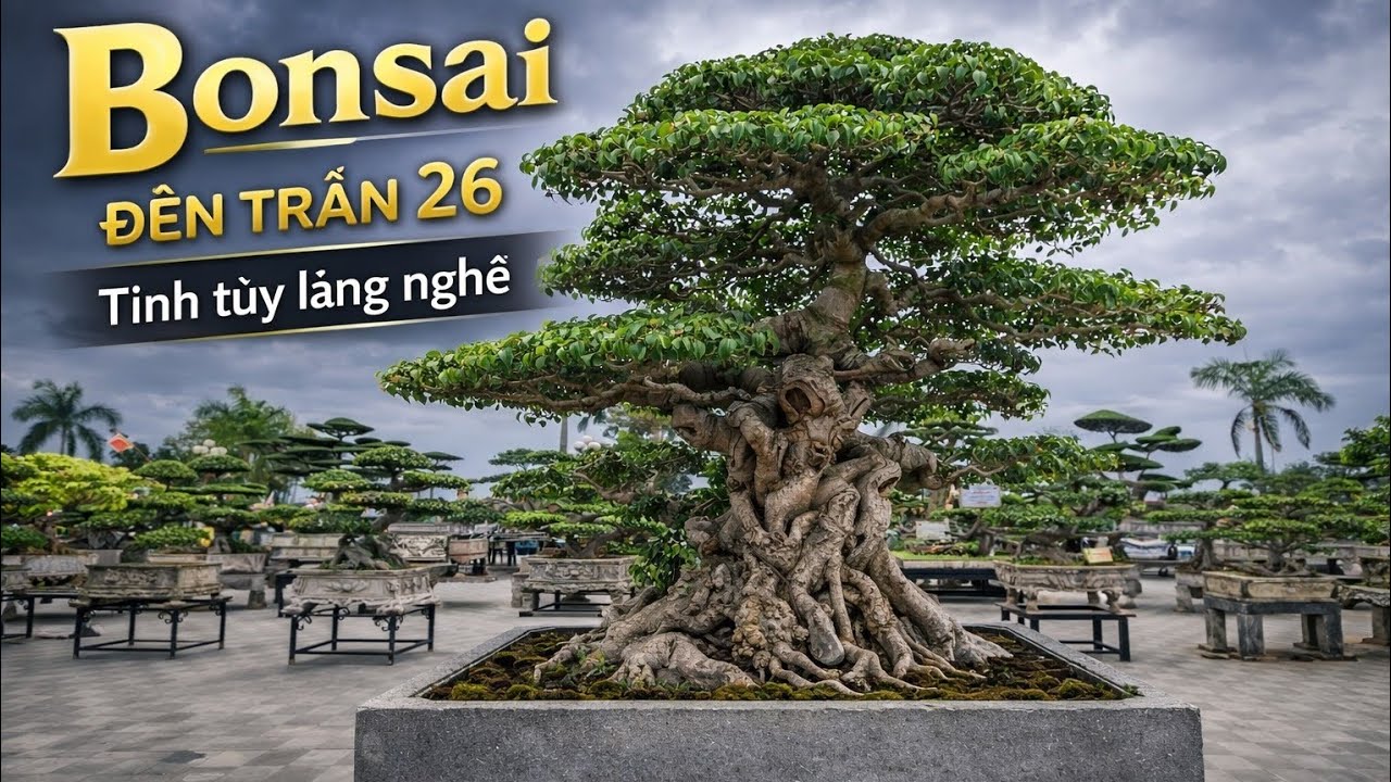 ZBV- ĐT3: Bonsai mini tinh túy chất tại triển lãm  Đền Trần 26 #bonsaimini #bonsai  #shohinbonsai 