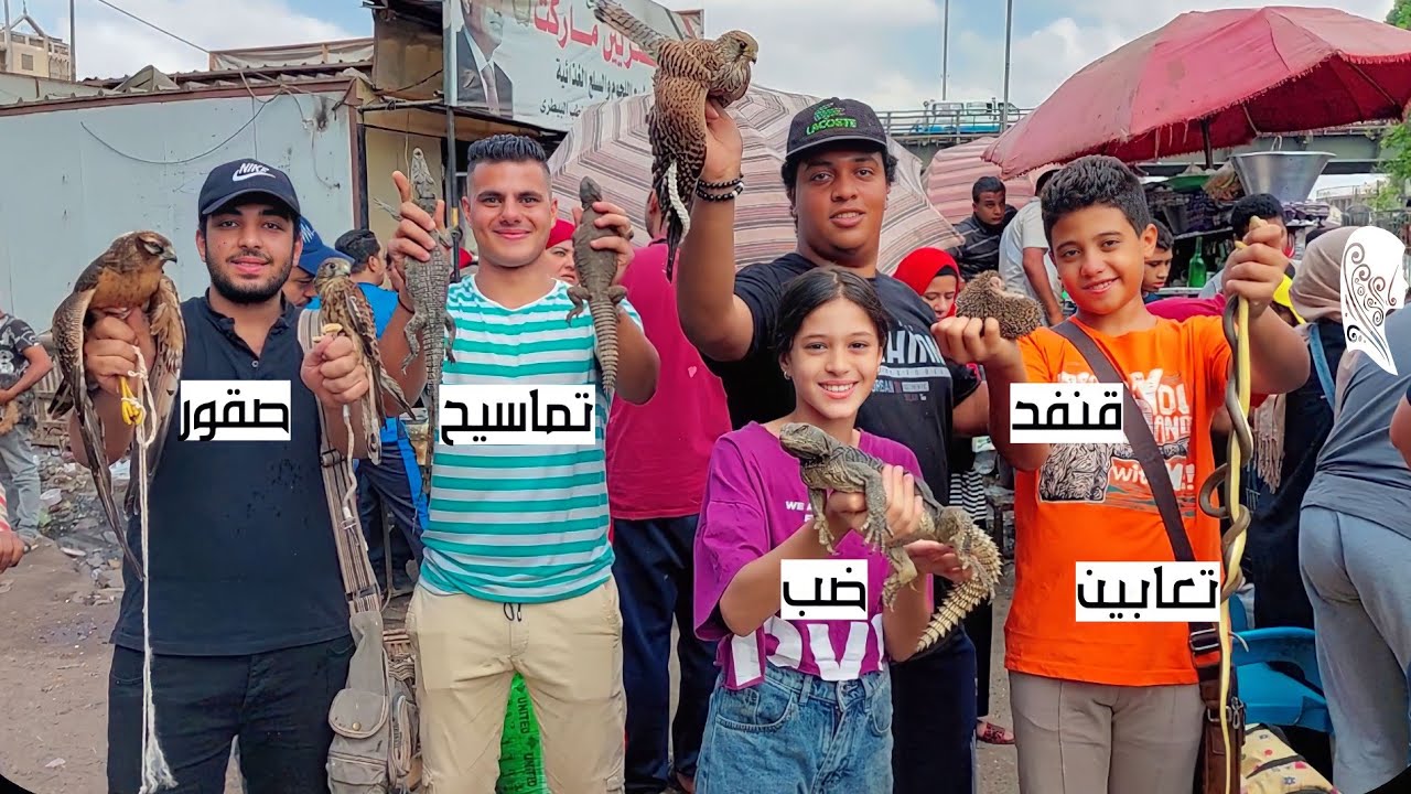سوق الجمعة بالسيدة عائشة بالاسعااار تماسيح صقور بوم سلاحف ورل نيلى تعابين قنافد ضبوب حرابى و