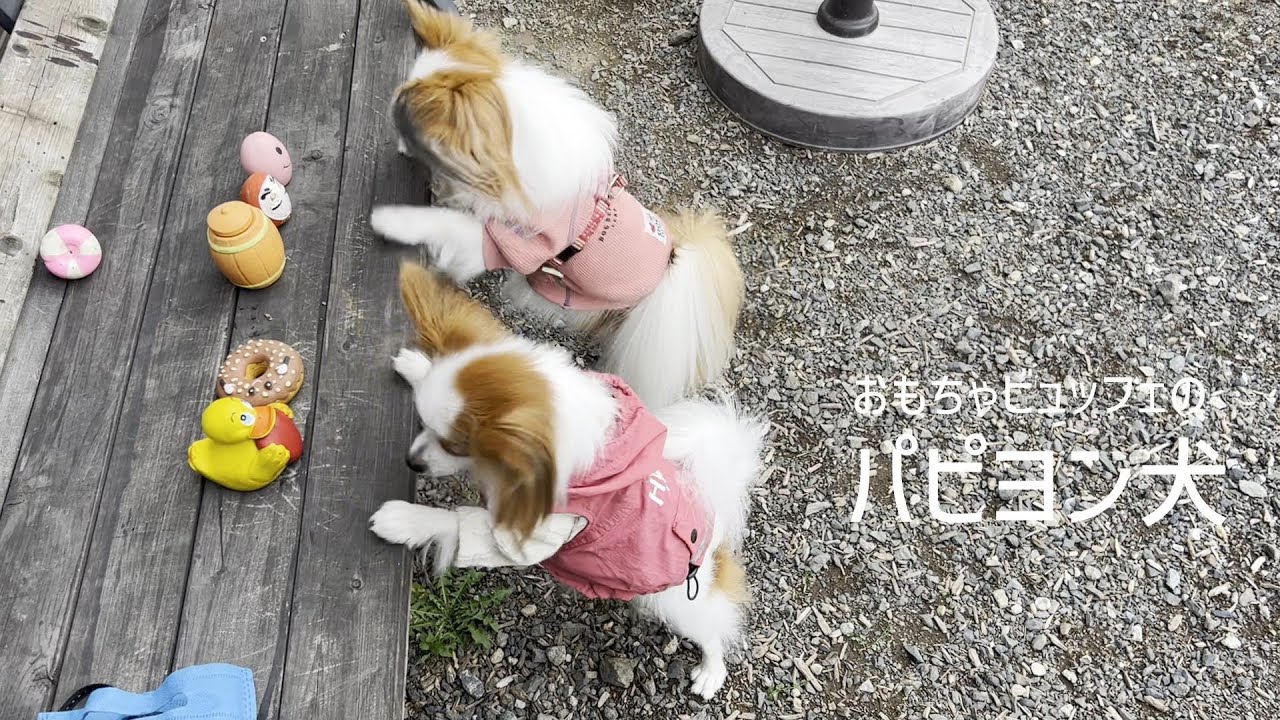 パピヨンまみれとおもちゃビュッフェが可愛すぎるパピヨン犬 #95