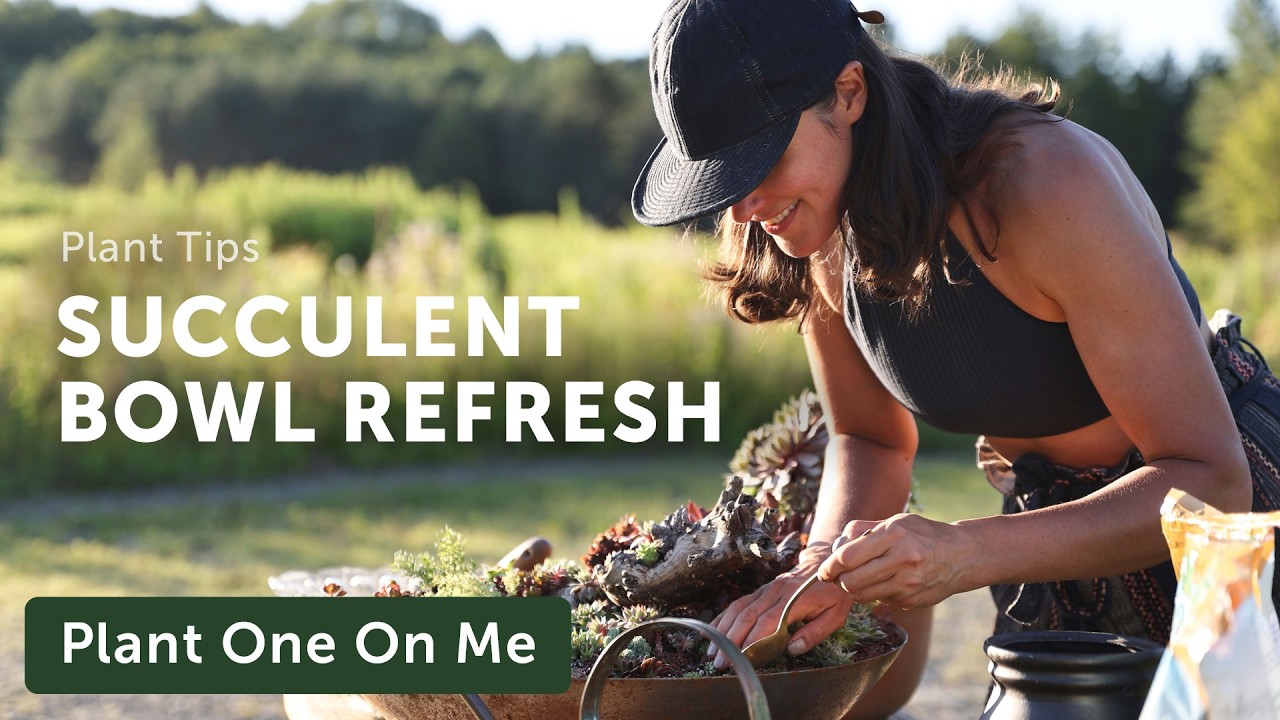 SUCCULENT "Buddha Bowl" Refresh — Ep. 422