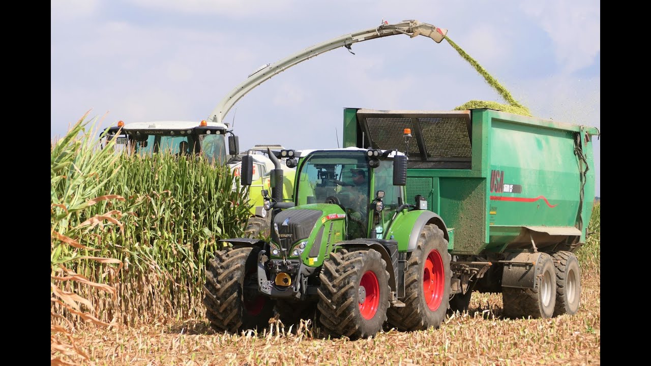 Maisernte 2022/ Claas Jaguar 960/ Fendt/ Der erste Mais fällt