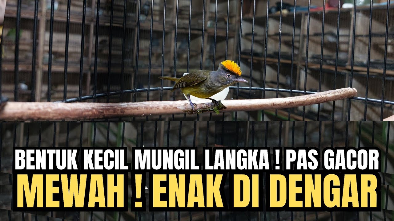 PANTESAN DI CARI BURUNG INI ‼️KECIL MUNGIL LANGKA PAS GACOR SUARANYA MEWAH ! ENAK DI DENGAR