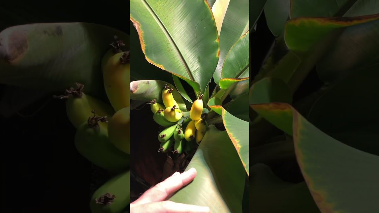 Edible Indoor Grown  Banana&rsquo;s! (Full video soon) #shorts