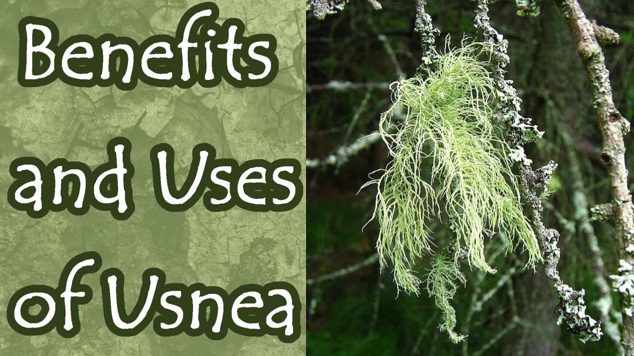 Benefits and Uses of Usnea (Old Man's Beard)