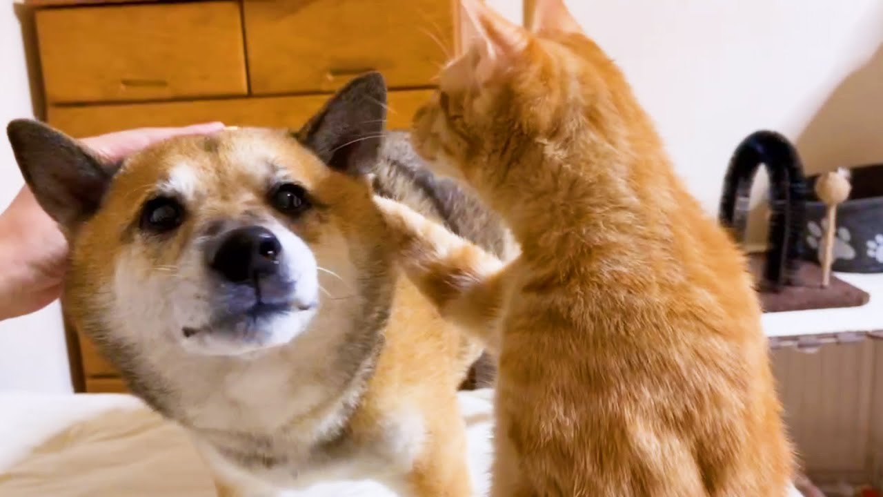 飼い主に気持ちいい事をしてもらえると柴犬パパママと猫はこうなります。