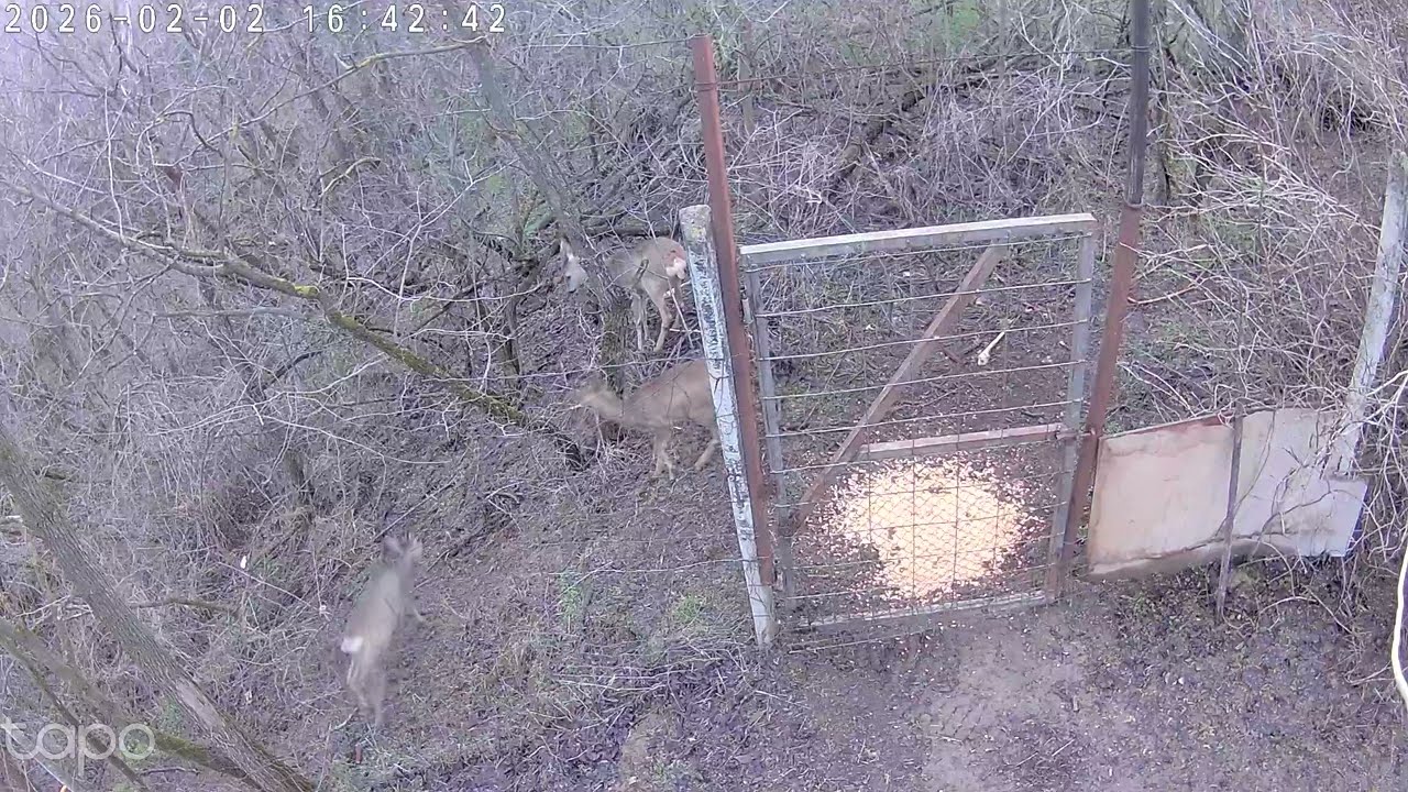 Hívatlan őz a vacsoránál 🦌