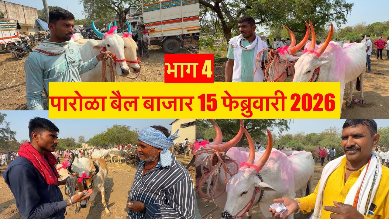 अण्णा शेठ आणि योगेश शेठ संजू शेठ याच्या दावणीतील लाईव्ह सौदेबाजी live 🔴15 फेब्रुवारी 2026 पारोळा बैल