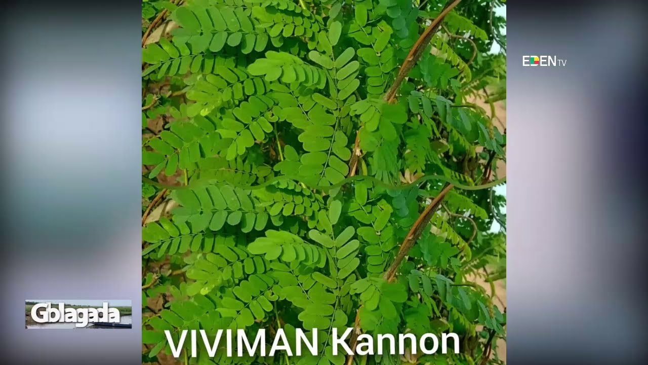 Les vertus de VIVIMAN KANNON | Nuyendévo