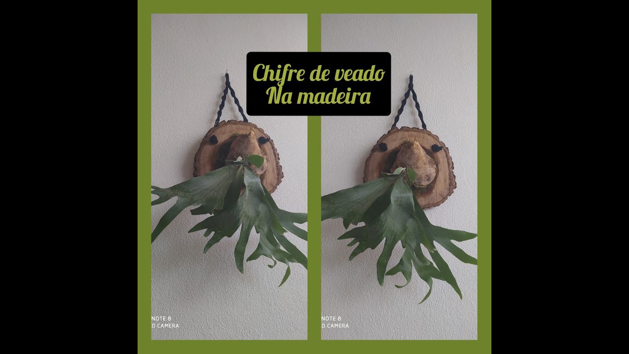 Chifre de Veado na madeira