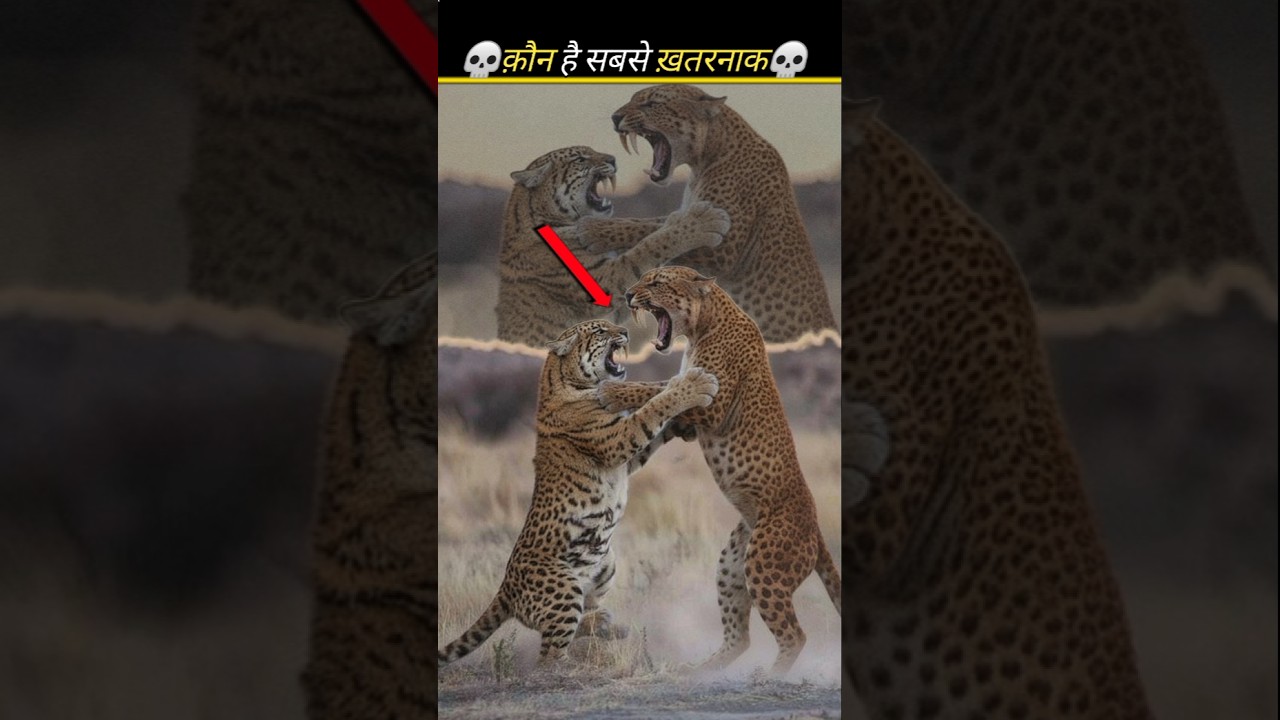 Smilodon vs leopard 